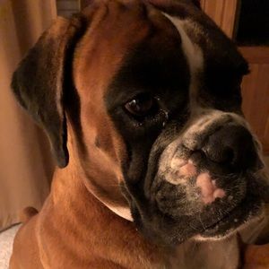 Meet your Posher, Elizabeth